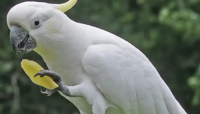 Can Cockatoos Eat Potatoes