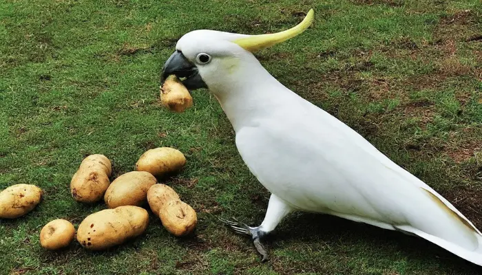 Can Cockatoos Eat Potatoes