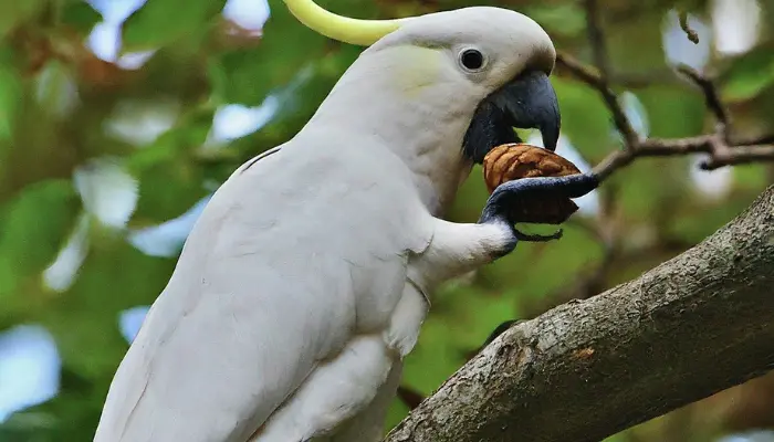 Can Cockatoos Eat Walnuts