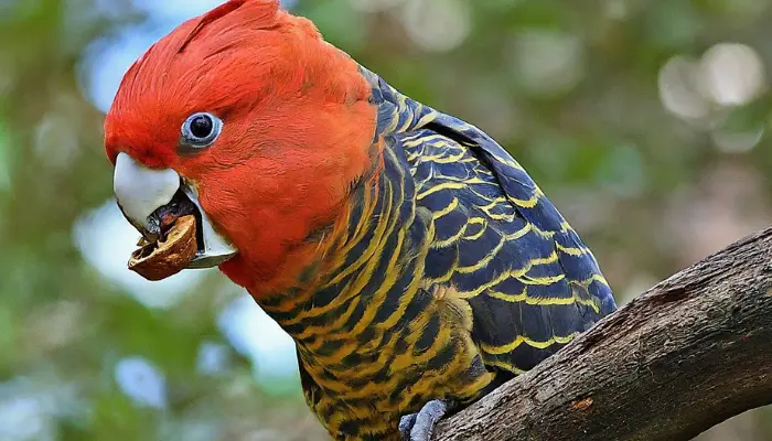 Can Cockatoos Eat Walnuts