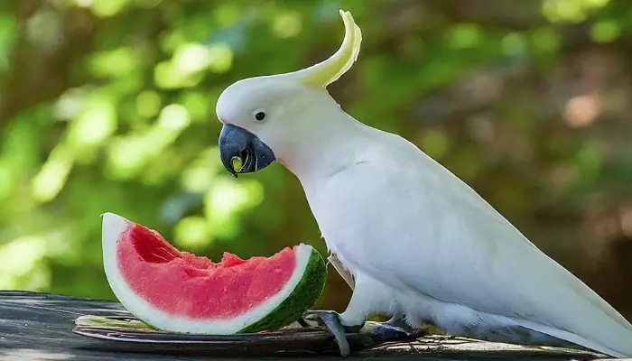 Can Cockatoos Eat Watermelon