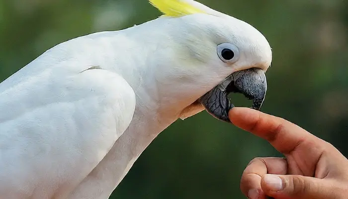 Can a Cockatoo Bite Your Finger Off