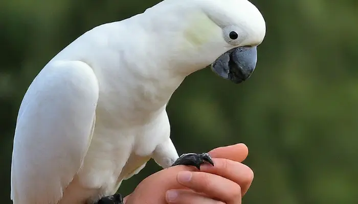 Can a Cockatoo Bite Your Finger off