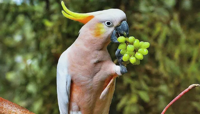 Can cockatoos Eat Grapes