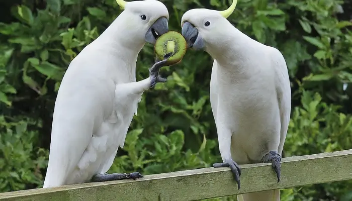 Can cockatoos Eat Kiwi Fruit