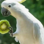 Can cockatoos Eat Kiwi Fruit