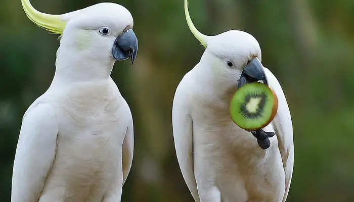 Can cockatoos Eat Kiwi Fruit