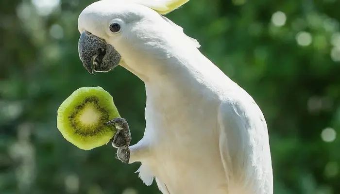 Can cockatoos Eat Kiwi Fruit