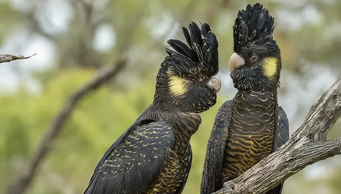 Carnaby’s Black Cockatoo