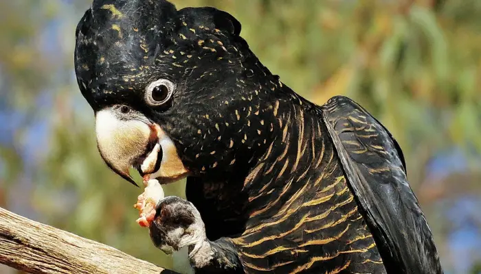 Carnaby’s Black Cockatoo