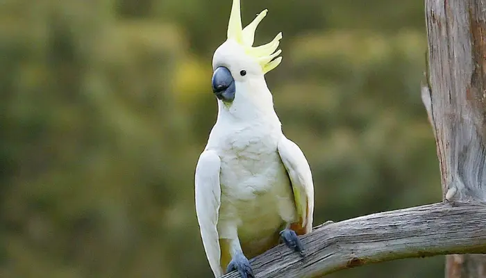 Citron-crested Cockatoo price