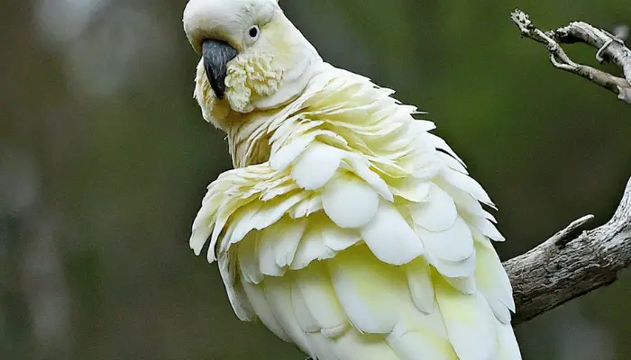 Cockatoo Behavior Problems