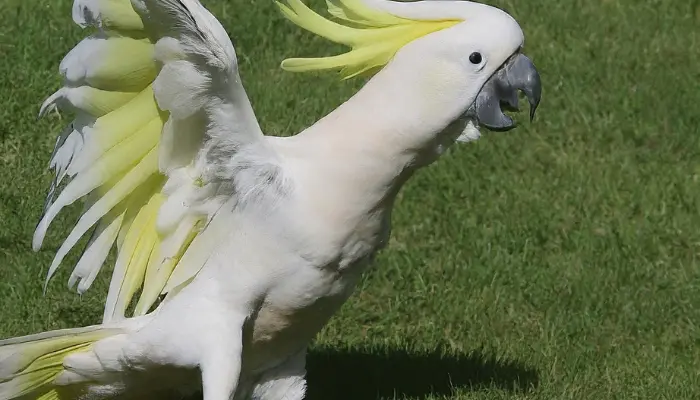 Cockatoo Behavior Problems