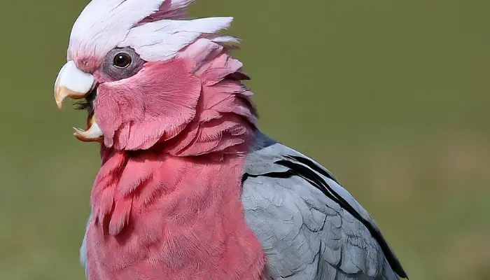 Cockatoo Behavior Problems