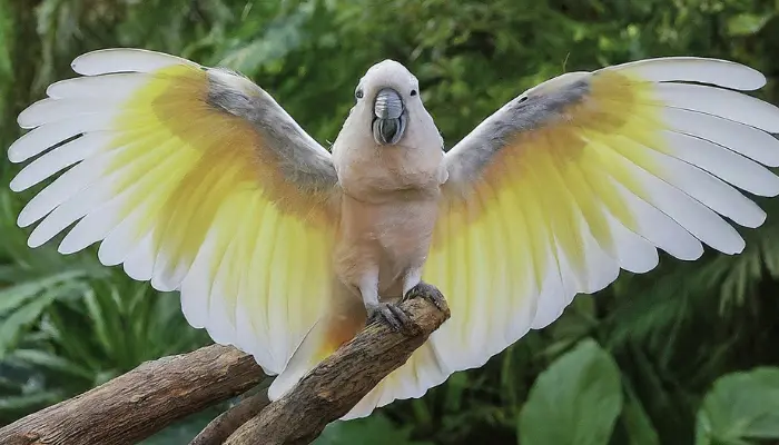 Cockatoo Behavior Problems