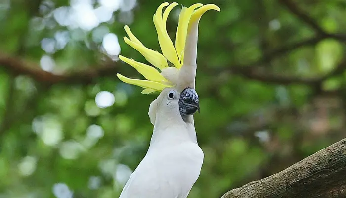 Cockatoo Body Language