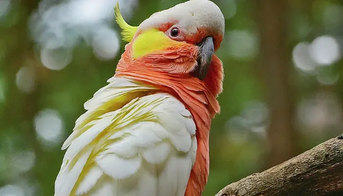 Cockatoo Body Language