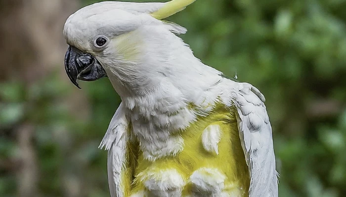 Do Cockatoos Molt