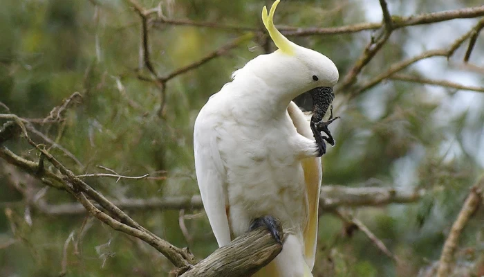 Do Cockatoos Molt