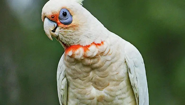 Ducorps Corella Cockatoo