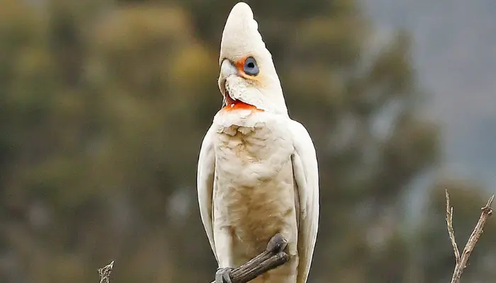 Ducorps Corella Cockatoo