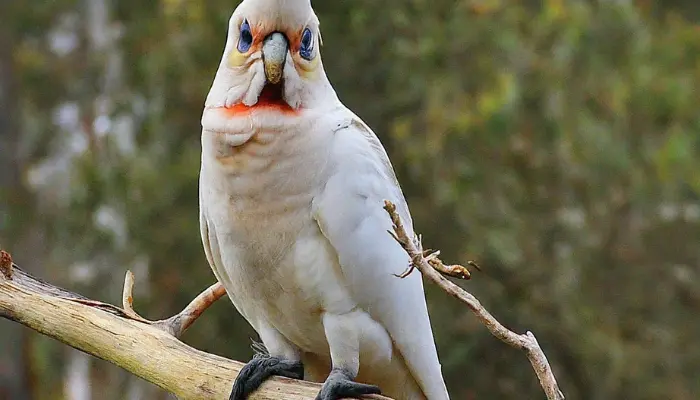 Ducorps Corella Cockatoo