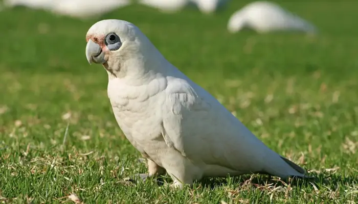 Ducorps Corella Cockatoo