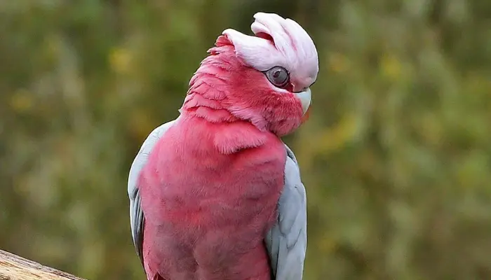 Galah Cockatoo