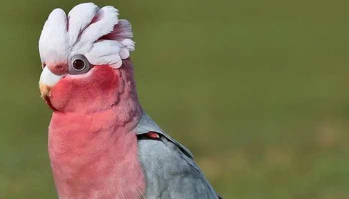 Galah Cockatoo