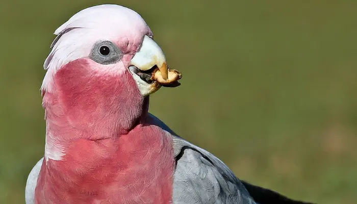 Galah Cockatoo