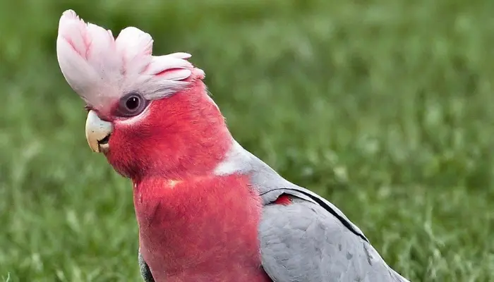 Galah Cockatoo