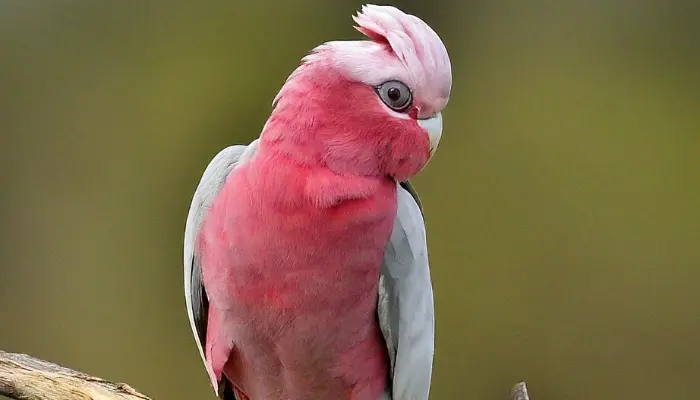 Galah Cockatoo