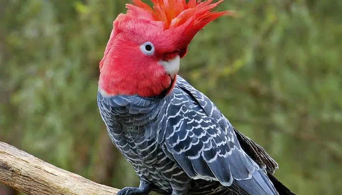 Gang-Gang Cockatoo