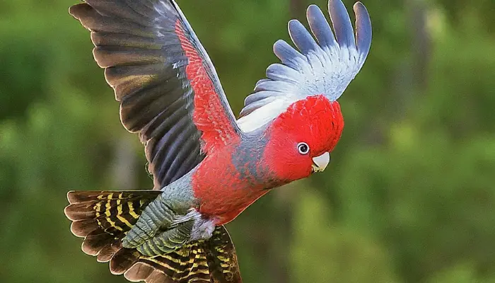 Gang-Gang Cockatoo