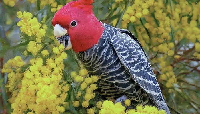 Gang-Gang Cockatoo