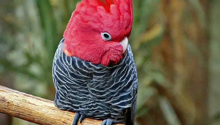 Gang-Gang Cockatoo