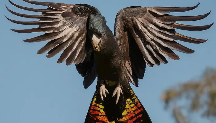 Glossy Black Cockatoo