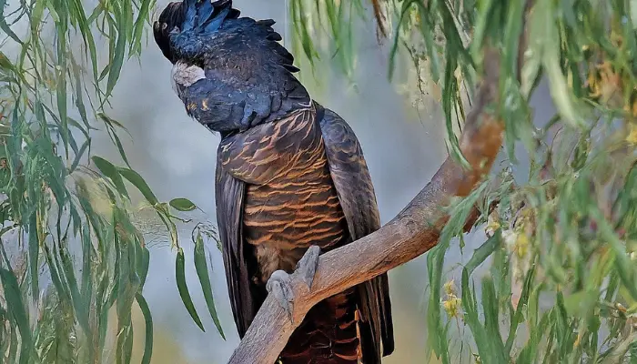 Glossy Black Cockatoo