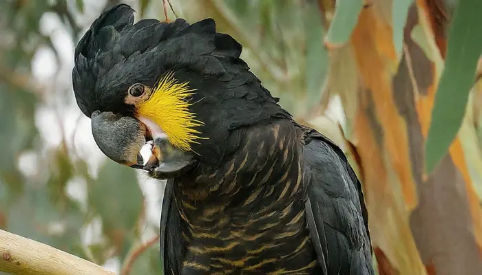 Glossy Black Cockatoo