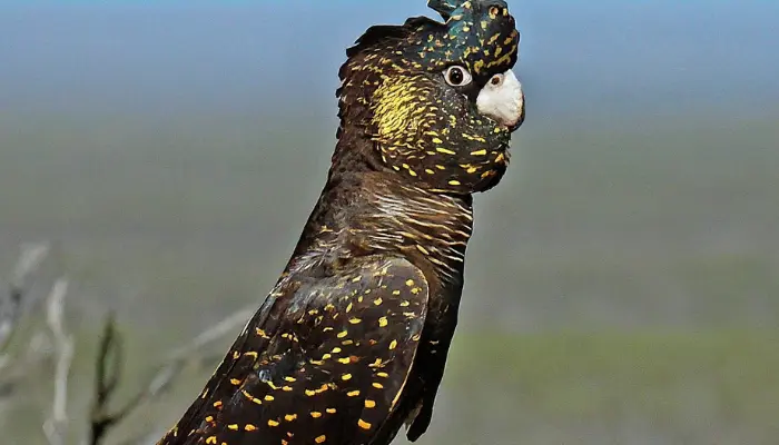 Glossy Black Cockatoo