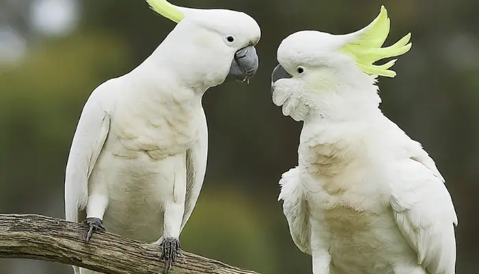 How do Cockatoos Mate