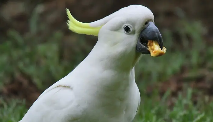 How to Take Care of a Cockatoo