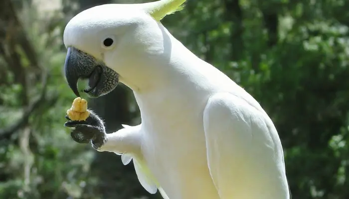 How to Take Care of a Cockatoo