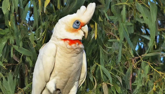 Long-billed Corella Cockatoo