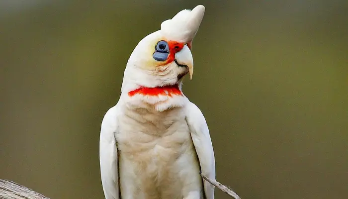 Long-billed Corella Cockatoo