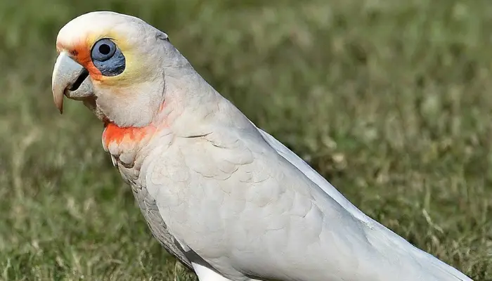 Long-billed Corella Cockatoo