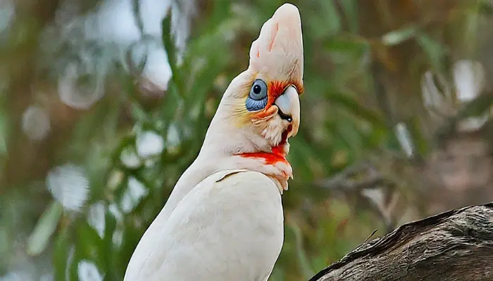 Long-billed Corella Cockatoo