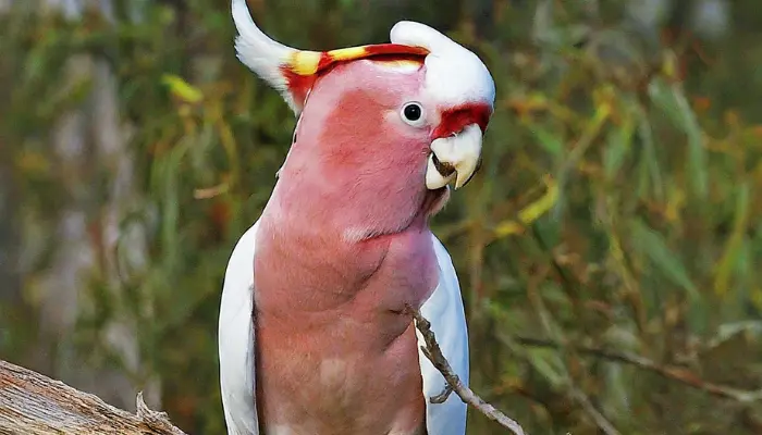 Major Mitchell's Cockatoo