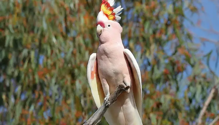 Major Mitchell's Cockatoo