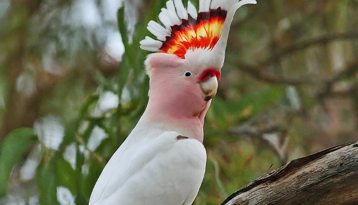 Major Mitchell's Cockatoo